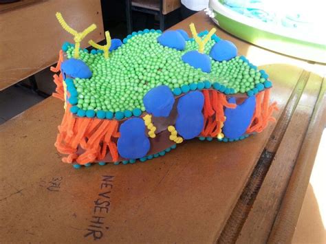 Read more about animal cell, functions and structure of animal. Pin by Ashley Kingdom on Biyoloji | Animal cell project ...
