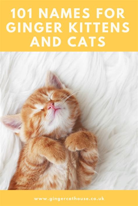 101 Name Ideas For Ginger Cats Ginger Kitten Cute Cat Names Ginger