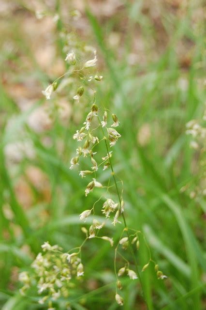 Sweetgrass Flowers Flickr Photo Sharing