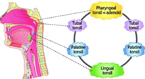 Head And Neck Anatomy Tonsils