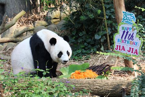River Safari Pandas Kai Kai And Jia Jia Celebrate Birthdays With Huge
