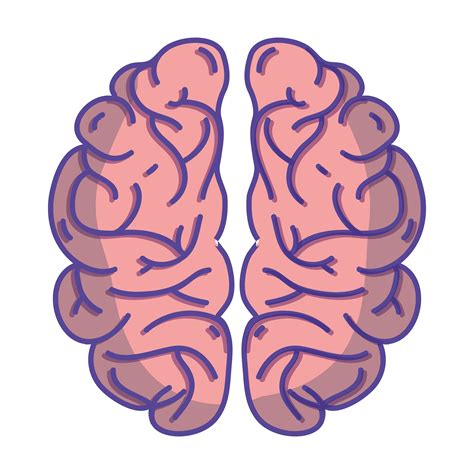 Human Brain Anatomy To Creative And Intellect 655667 Vector Art At Vecteezy