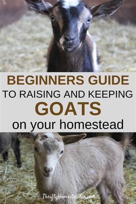 Goat Guide For Beginners The Basics And Kidding Goats Goat Farming