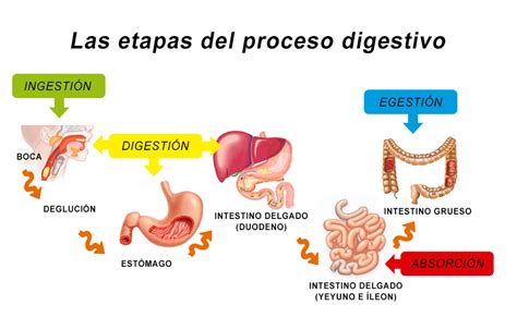 Las Etapas Del Proceso Digestivo