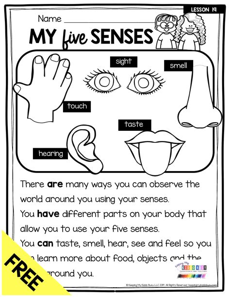 Worksheet Sense Organs Grade