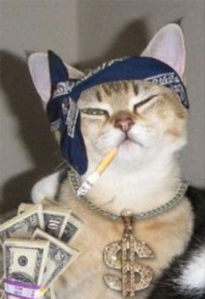 Gangsta Cat Kidz ~ N ~ Animalz Cats Animals Cool Cats