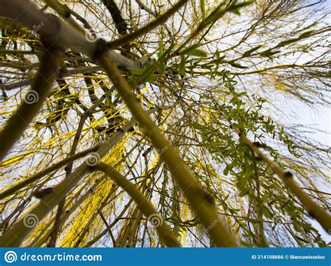 A Close Up Of The Hanging Branches Of A Weeping Willow Stock Photo