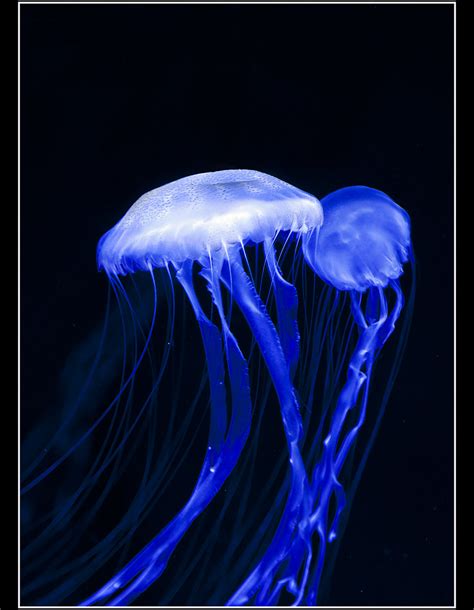 Blue Jellies Jellyfish In The Aquarium At Atlantis Dubai Flickr