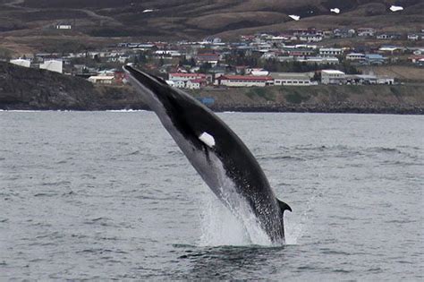 Recently, however, the antarctic minke ( balaenoptera bonaerensis. Minke Whale Facts | Minke Whale Habitat