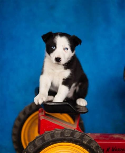 Take a peek at the puppies we have for sale currently. Border Collie Puppies For Sale | Texas Avenue, TX #213819