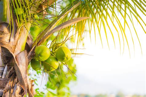 How To Tell The Difference Between A Palm Tree And A Coconut Tree