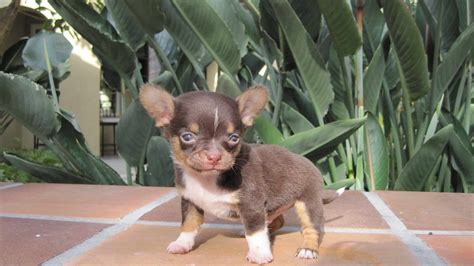 75 Chihuahua Dog Adoption Photo Bleumoonproductions
