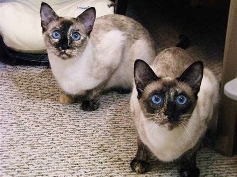 187 Best Tortie Point Siamese Cats Images On Pinterest Siamese Cat