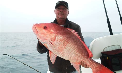 Red snapper are the opposite. Provide Your Input on Red Snapper and Cobia - Fin and ...