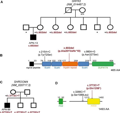 Truncating Variants Not Or Ambiguously Co Segregating With Id A