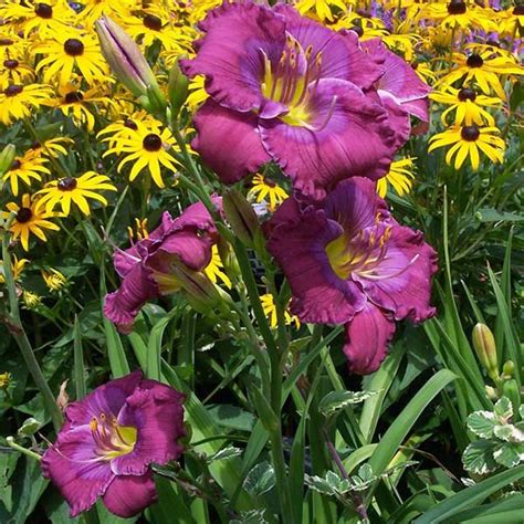 Image Result For Prairie Blue Eyes Daylily Day Lilies Lavender Blue