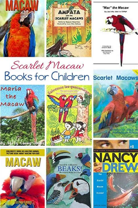 Scarlet Macaw Books For Kids Rainforest Unit Study