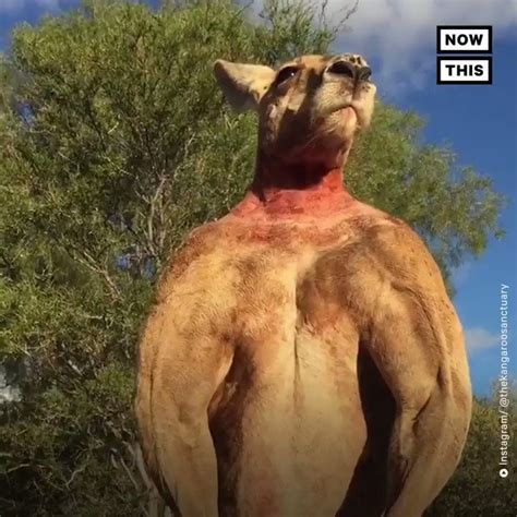 Nowthis On Twitter Roger The Internets Favorite Buff Kangaroo Has Died