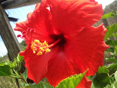 Hawaiian Red Hibiscus Cutting Other Plants Seeds And Bulbs