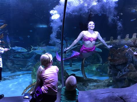 Mermaids At Sealife Aquarium In Tempe Phoenix With Kids