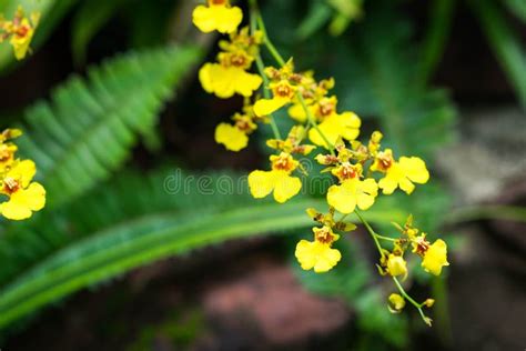Oncidium Goldiana Is Known As Golden Shower Or Dancing Lady Orchid