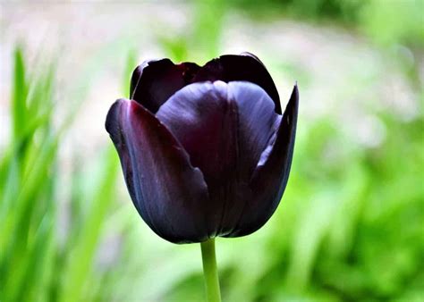 8 Black Tulips 🖤 Best Varieties For Gardens And Bouquets