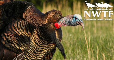 Watch The National Wild Turkey Federation Online Carbontv