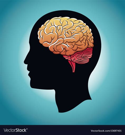 Human Head Profile With Brain