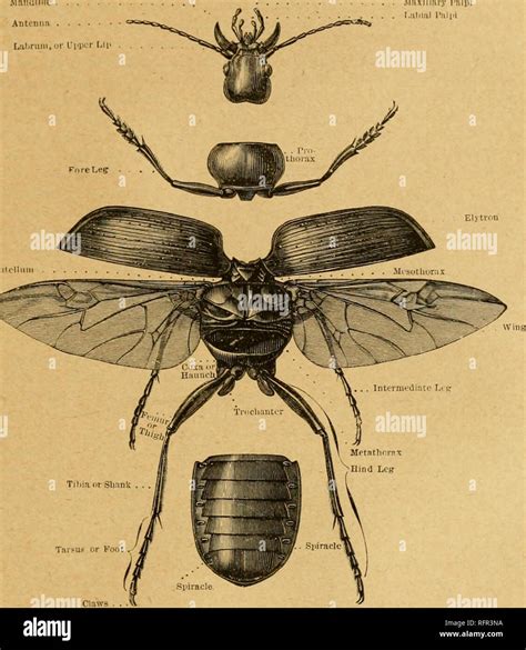 Class Insecta Diagram