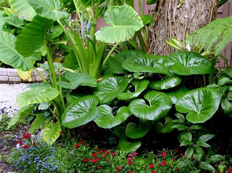 Shrimp plants also attract hummingbirds and do best when cut back to six inches in the winter to encourage new growth. Giant Leopard Plant - Texas Gardening Forum - GardenWeb ...