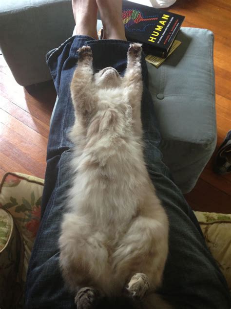 Crazy cat lady crazy cats gatos cat cat stretching sleepy cat tier fotos cat sleeping here kitty kitty kitty cats. 15+ Pics That Prove Cats Can Sleep Purrretty Much Anywhere ...