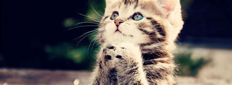 100 Cute Cat And Kitten Cover Photo For Facebook Timeline