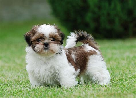 Shih Tzu Dog Breeds Facts Advice And Pictures Mypetzilla Uk