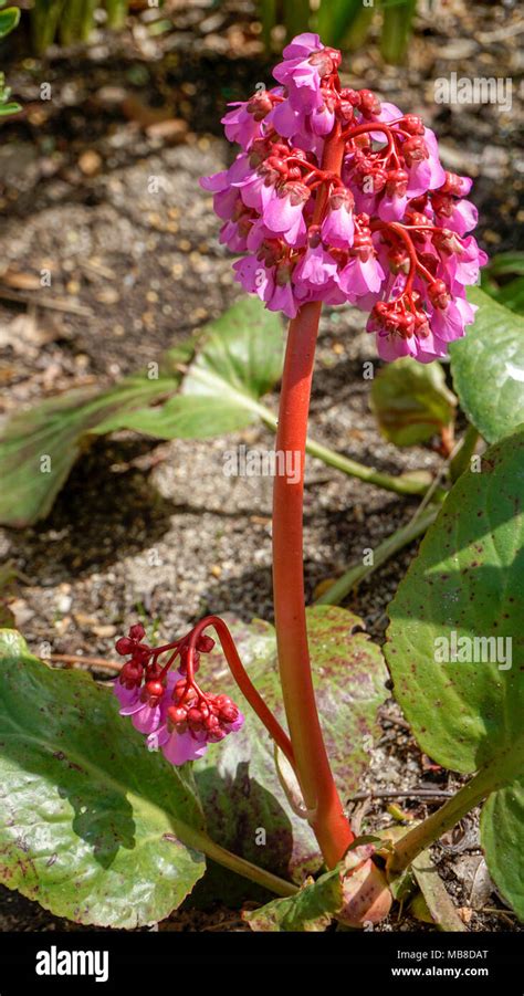 Bergenia Cordifolia Purpurea Flowers Closeup 1 Stock Photo Alamy