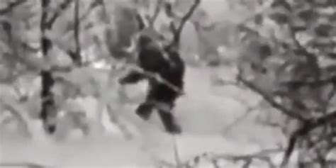 Bigfoot Strolls Through A Russian Forest At Least That S The Claim [video] Huffpost