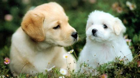 2 Lovely Dog Puppy Hd Wallpapers