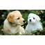 2 Lovely Dog Puppy  HD Wallpapers