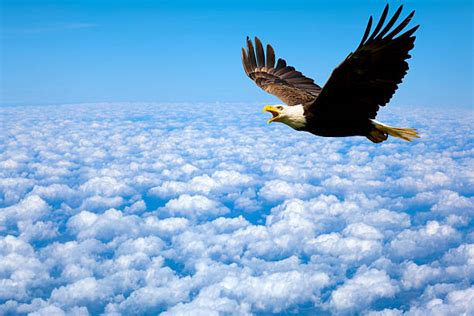 Eagle Flying High Stock Photos Pictures And Royalty Free Images Istock
