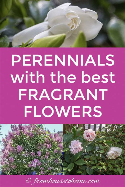 Fragrant Flowers 10 Perennial Plants With The Most Beautiful Scent