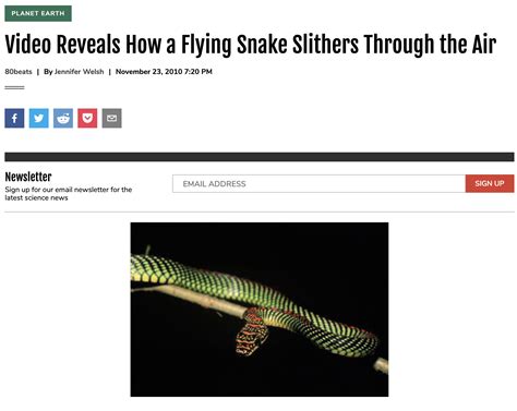 Video Reveals How A Flying Snake Slithers Through The Air