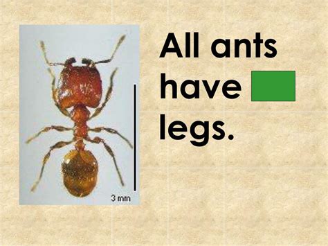 Ppt Ants Powerpoint Presentation Free Download Id2937250