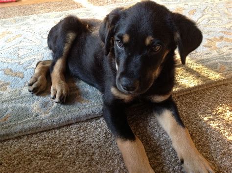 Lab Shepherd Mix Puppies For Sale Cute Puppies For Me