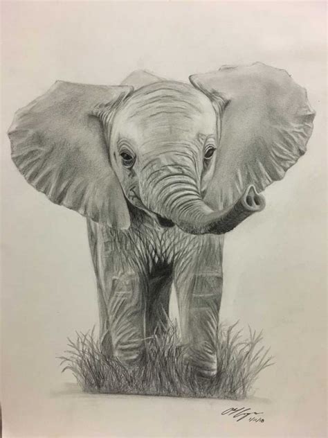 Baby Elephant Pencil Drawing Art Print By Abel Campos Baby Elephants