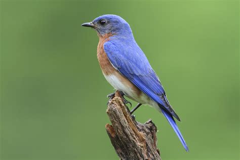Building Bluebird Houses for Wild Bird Conservation | Photos
