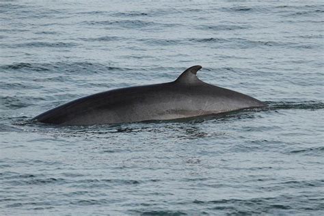 Minke whales are the species most threatened by illegal commercial whaling. Minke Whale Facts, Habitat, Diet, Life Cycle, Baby, Pictures