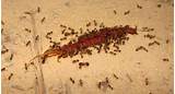 Fire Ants Pictures Pictures