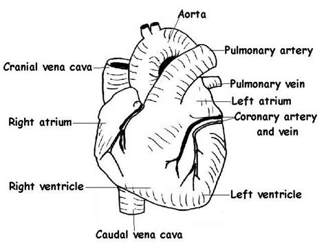 Heart Diagram Anatomy