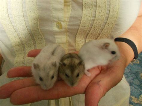 Winter White Dwarf Hamster Babies For Sale Dwarf Hamsters For Sale