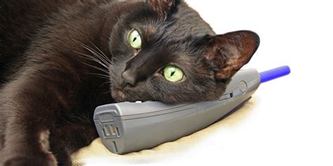 That's why cats gets jealous of each other when one of them is hogging all the. Cat Called Bruce Lee Dials 999 And Hangs Up, Police Rush ...