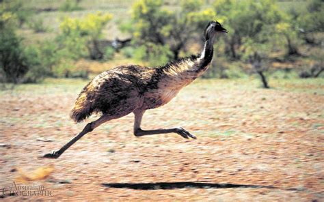 Emu Dreaming Australian Native Animals Dangerous Animals Emu